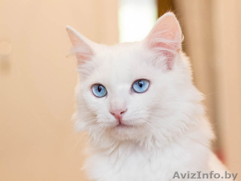 Стасик – голубоглазый блондин, который слушает и слышит сердцем. - Изображение #1, Объявление #770033