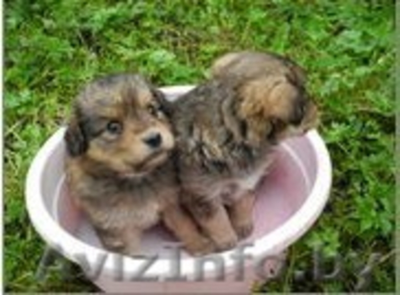 Прелестные малышки прелестной мамочки - Изображение #1, Объявление #769484