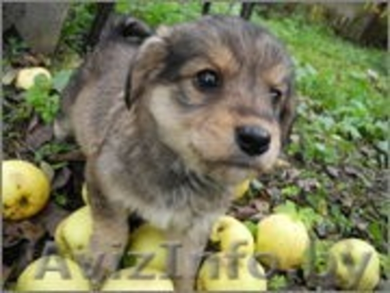 Прелестные малышки прелестной мамочки - Изображение #2, Объявление #769484