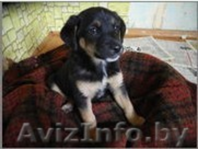 Рокки - веселый радостный малыш. - Изображение #1, Объявление #769477