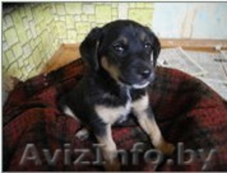 Рокки - веселый радостный малыш. - Изображение #2, Объявление #769477