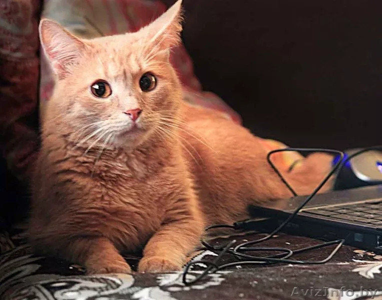 Персик - изумительный фруктовый кот в дар! - Изображение #1, Объявление #767861