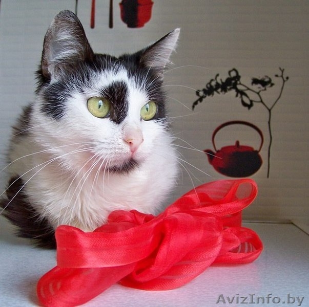 ВАСИЛИСА – хрупкая и нежная молодая кошечка - Изображение #1, Объявление #774195