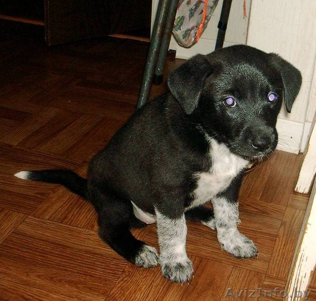 Щеночки-карапузики в  дар! - Изображение #2, Объявление #775367