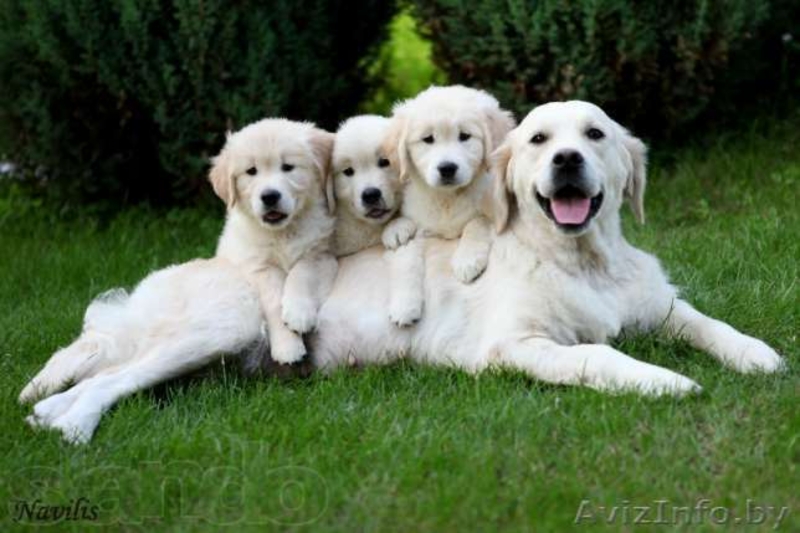 Щенки голден (золотистый) ретривера! Недорого - Изображение #2, Объявление #781762