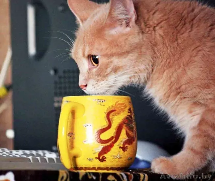 Персик - изумительный фруктовый кот в дар! - Изображение #4, Объявление #767861