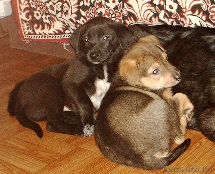 Щеночки-карапузики в  дар! - Изображение #1, Объявление #775367