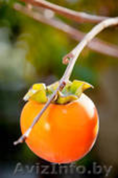 Хурма свежая, крупная оптом из Грузии - Изображение #3, Объявление #781303