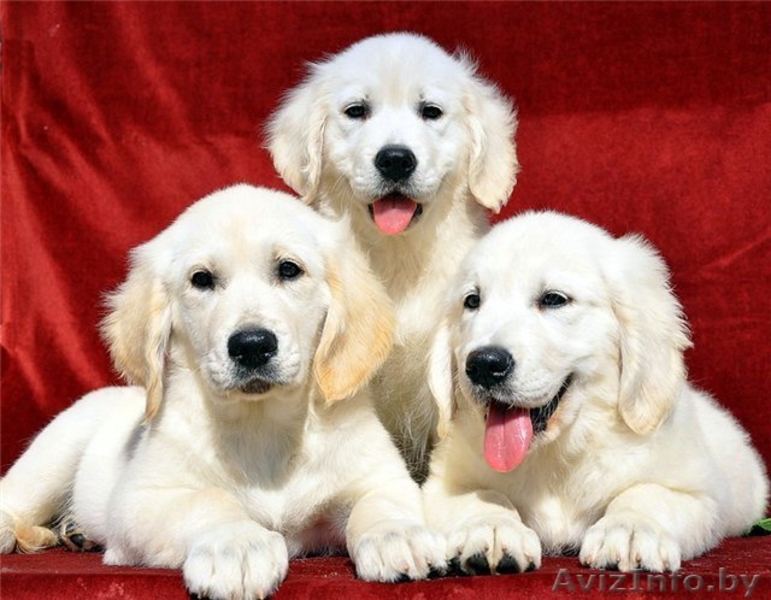 Щенки голден (золотистый) ретривера! Недорого - Изображение #3, Объявление #781762