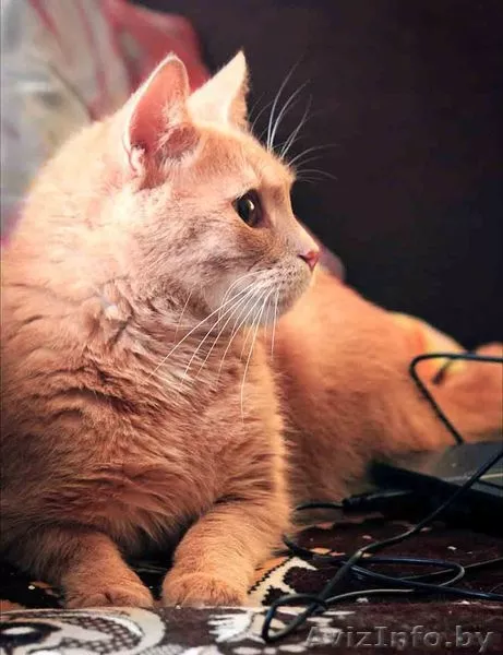 Персик - изумительный фруктовый кот в дар! - Изображение #3, Объявление #767861