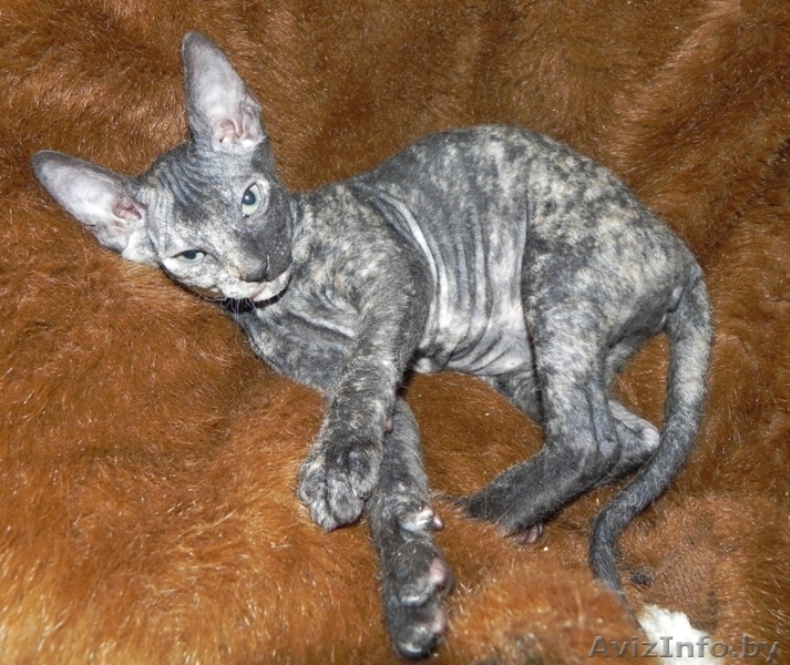 Котята ДОНСКОЙ СФИНКС - Изображение #5, Объявление #773846