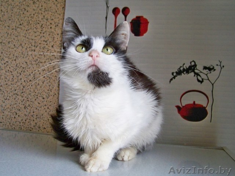 ВАСИЛИСА – хрупкая и нежная молодая кошечка - Изображение #4, Объявление #774195