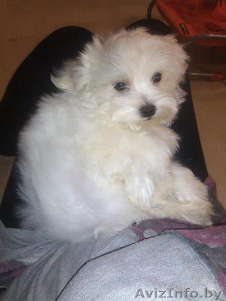 Продам породистых клубных щенков мальтезе (мальтийская болонка) - Изображение #4, Объявление #760468
