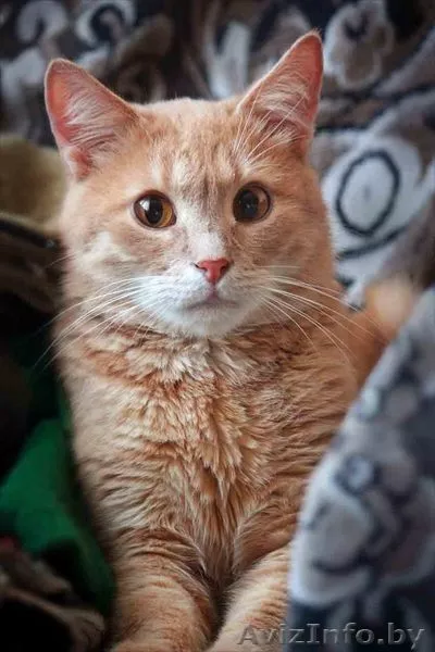 Персик - изумительный фруктовый кот в дар! - Изображение #5, Объявление #767861