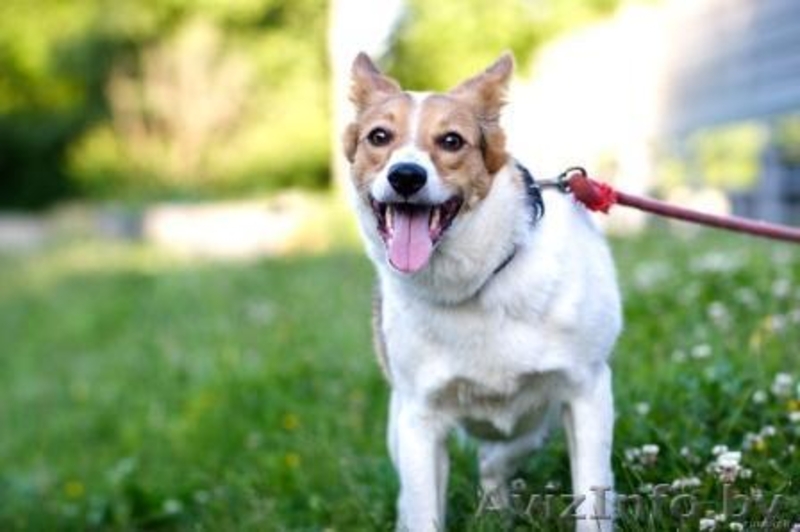 Собаки приюта в дар, в добрые руки! - Изображение #8, Объявление #534322