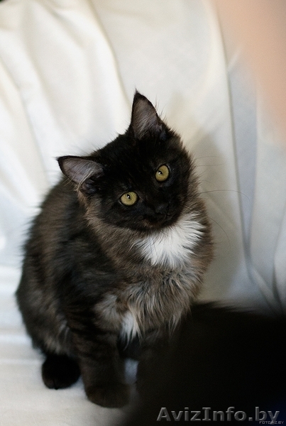 Сенечка-малыш=) - Изображение #2, Объявление #765764