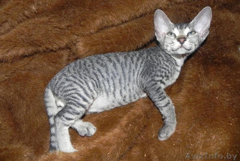 Котята ДОНСКОЙ СФИНКС - Изображение #6, Объявление #773846