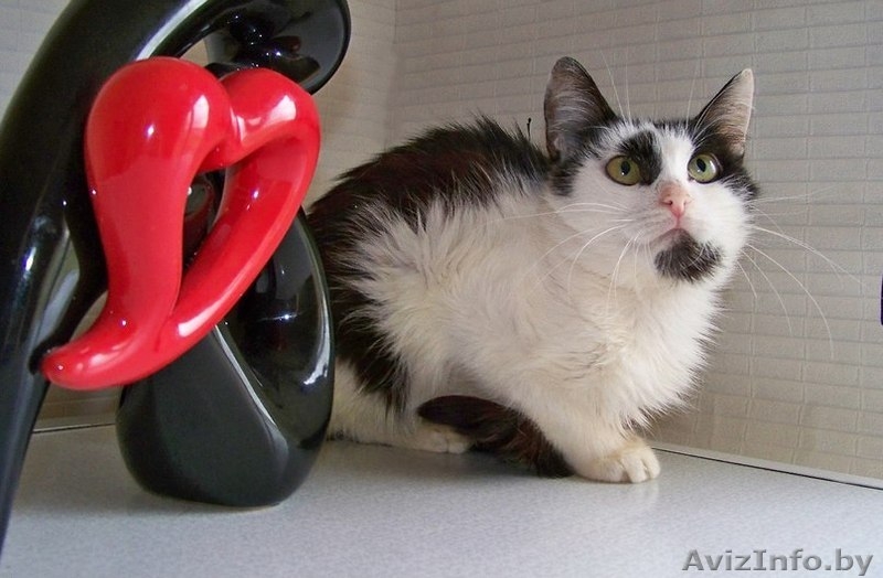 ВАСИЛИСА – хрупкая и нежная молодая кошечка - Изображение #6, Объявление #774195