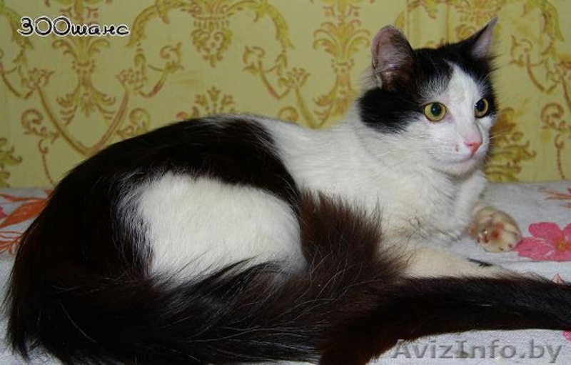 АСИЙ - бело-черный полупушистый красавец, 1,5 года, В ДАР - Изображение #2, Объявление #777072