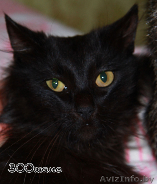 ЦЫГАН - черный пушистый страстный кошак, 1.5. года, В ДАР - Изображение #1, Объявление #781913