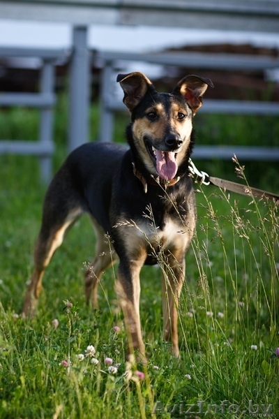 Собаки приюта в дар, в добрые руки! - Изображение #7, Объявление #534322