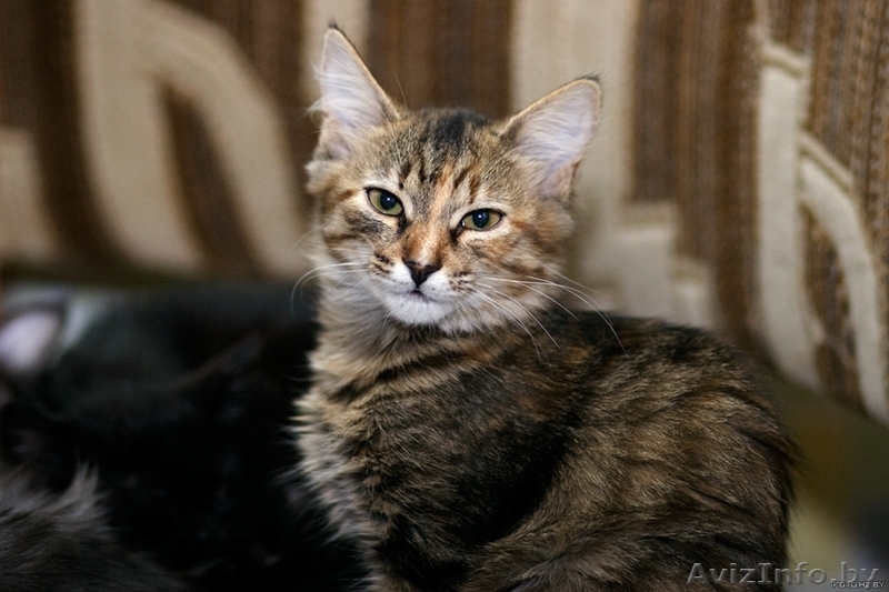 Киса-Кисуля - девочка-красавица! - Изображение #2, Объявление #765769