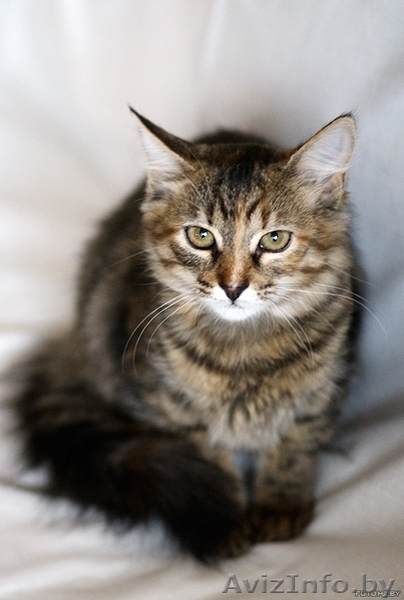 Киса-Кисуля - девочка-красавица! - Изображение #1, Объявление #765769