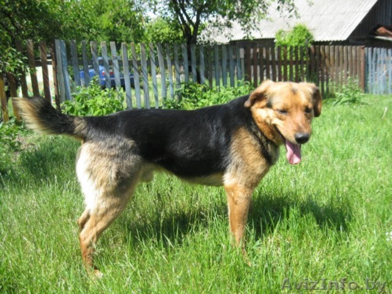 Собаки приюта в дар, в добрые руки! - Изображение #5, Объявление #534322