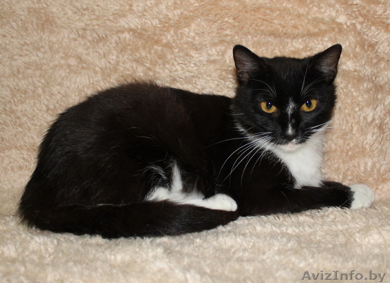 Бьорк - красота с глазами цвета луны в дар! - Изображение #1, Объявление #773392