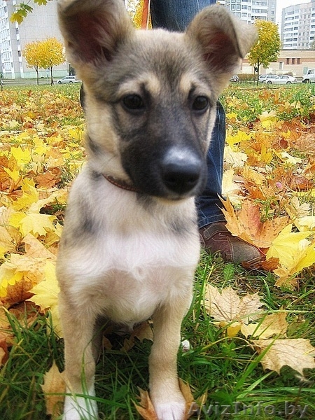 Отдается щенок-девочка в добрые руки! - Изображение #4, Объявление #780647