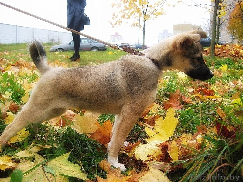 Отдается щенок-девочка в добрые руки! - Изображение #3, Объявление #780647