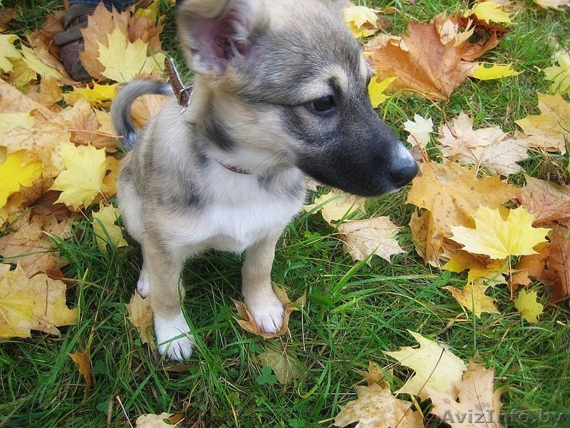 Отдается щенок-девочка в добрые руки! - Изображение #1, Объявление #780647