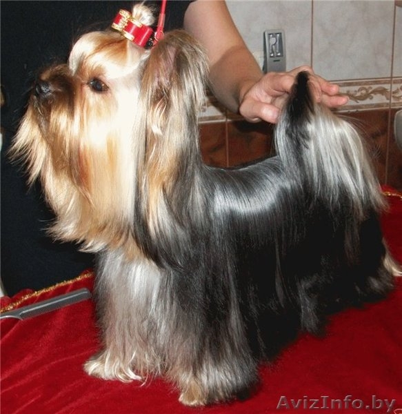 щенок йоркширского терьера, мальчик - Изображение #3, Объявление #767902