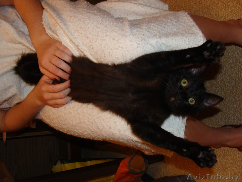 В дар! Лиза- подлиза,чёрный котенок -девочка 5-ти месяцев - Изображение #1, Объявление #769602