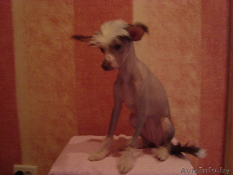 Китайская хохлая - Изображение #2, Объявление #767713