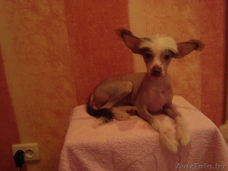 Китайская хохлая - Изображение #3, Объявление #767713