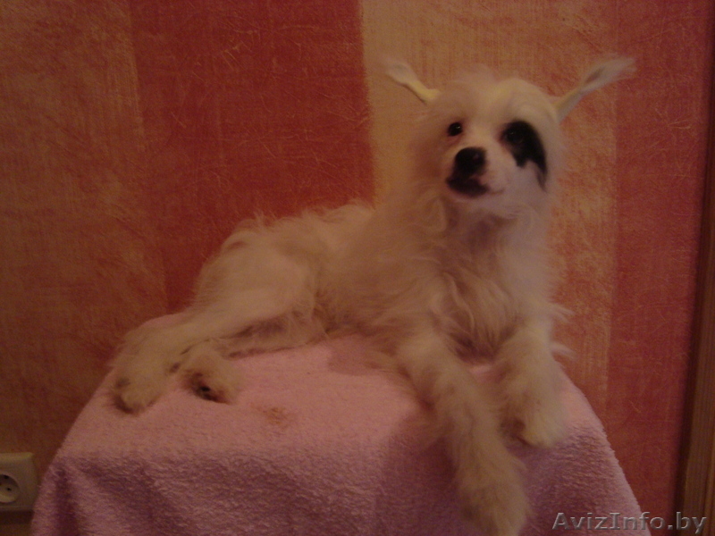 Китайская хохлая - Изображение #7, Объявление #767713