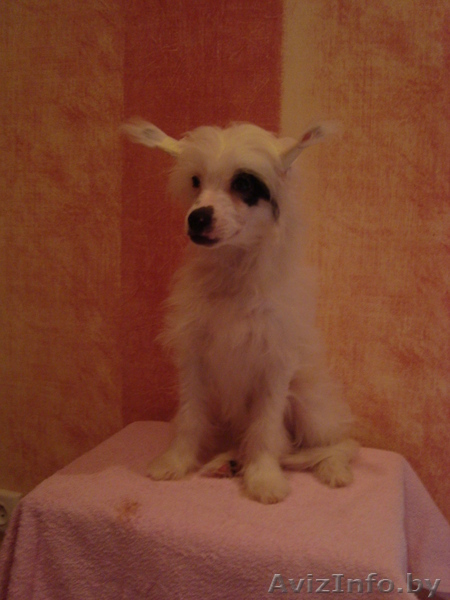 Китайская хохлая - Изображение #6, Объявление #767713