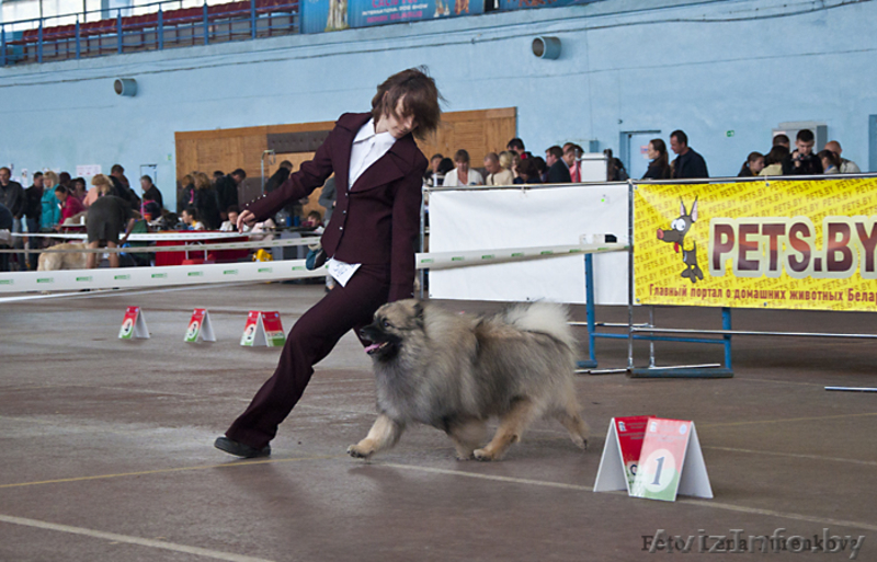 Щенки Кеесхонда/вольф шпица - Изображение #4, Объявление #158630