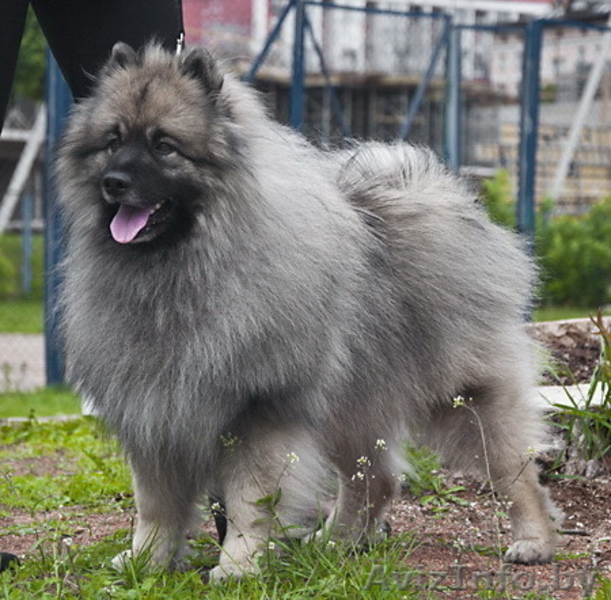 Щенки Кеесхонда/вольф шпица - Изображение #3, Объявление #158630