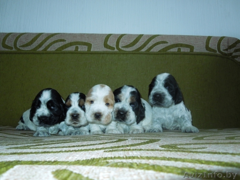 Щенки английского кокер спаниеля - Изображение #2, Объявление #777414