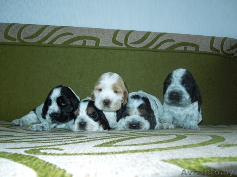 Щенки английского кокер спаниеля - Изображение #1, Объявление #777414