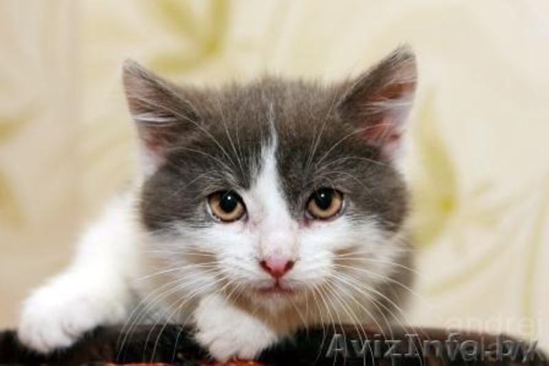 Милый котенок девочка - Изображение #2, Объявление #781688