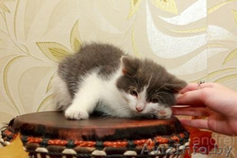 Милый котенок девочка - Изображение #3, Объявление #781688