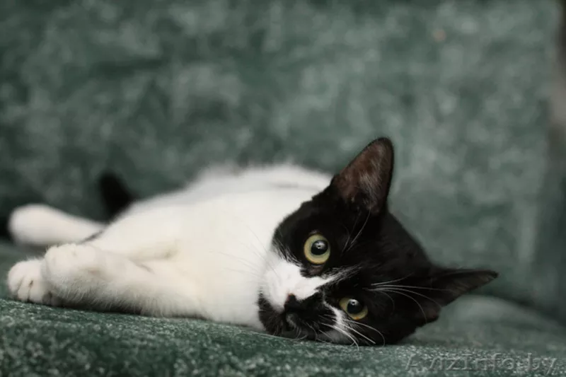 Анфиса - необыкновенно ласковая кошечка в дар! - Изображение #1, Объявление #768170