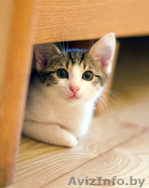 Зося - спокойная котёнок девочка в дар! - Изображение #1, Объявление #767270