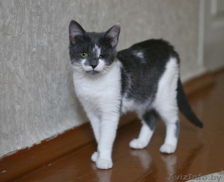 Шайни - сама доброта и любовь! Присмотритесь к ней! - Изображение #3, Объявление #765979