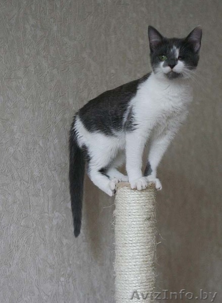 Шайни - сама доброта и любовь! Присмотритесь к ней! - Изображение #4, Объявление #765979