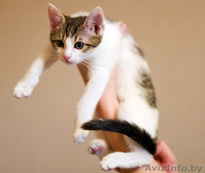 Зося - спокойная котёнок девочка в дар! - Изображение #5, Объявление #767270