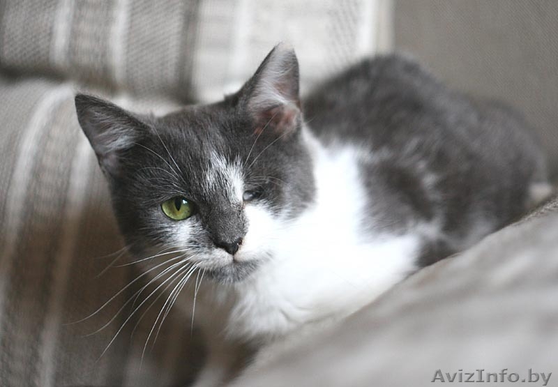 Шайни - сама доброта и любовь! Присмотритесь к ней! - Изображение #5, Объявление #765979